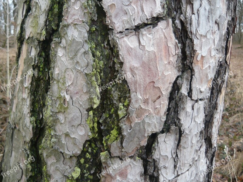 Tree Trunk Moss Bark Cracked Nature