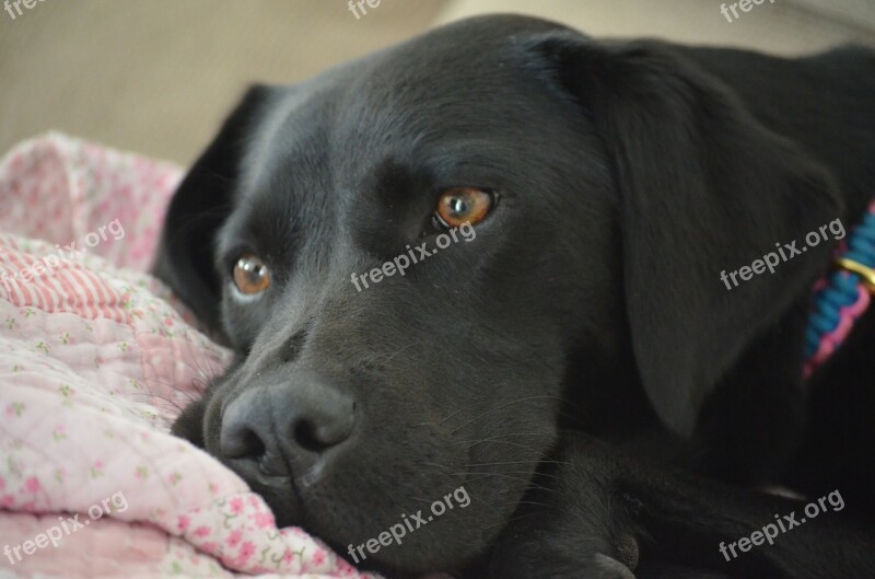 Labrador Dog Black Retriever Cute