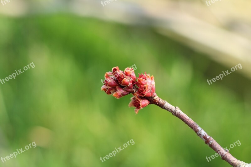 Acer Tree Bud Blossom Spring