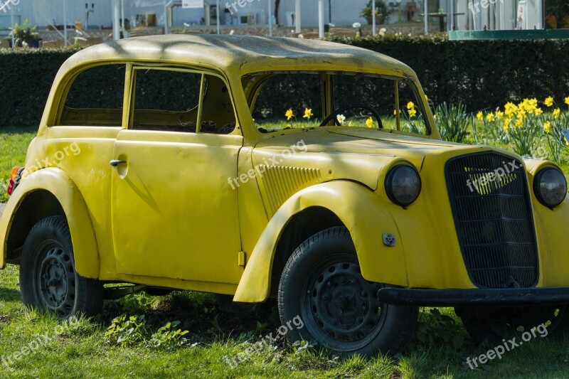 Auto Oldtimer Osterglocken Daffodils Wreck