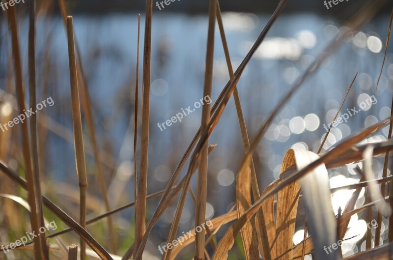 Water Grass Spring Focus Macro