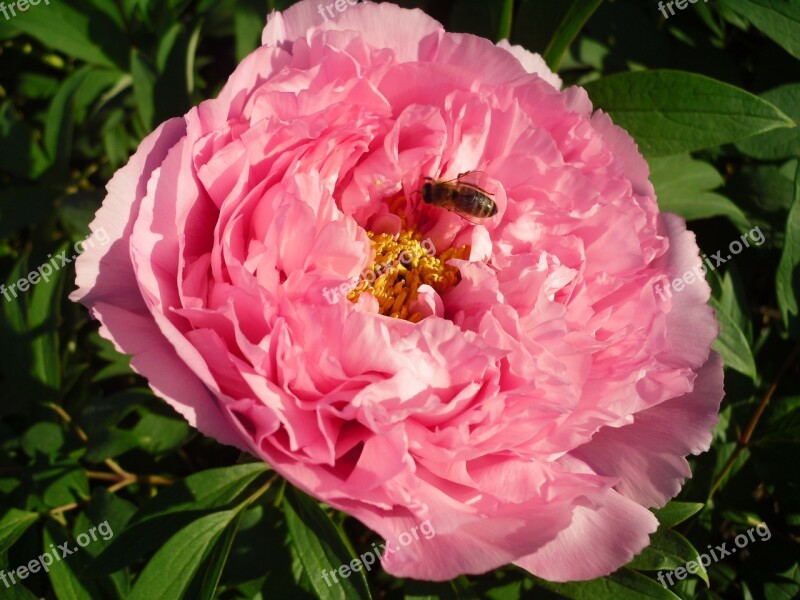 Flower Pink Peony Free Photos