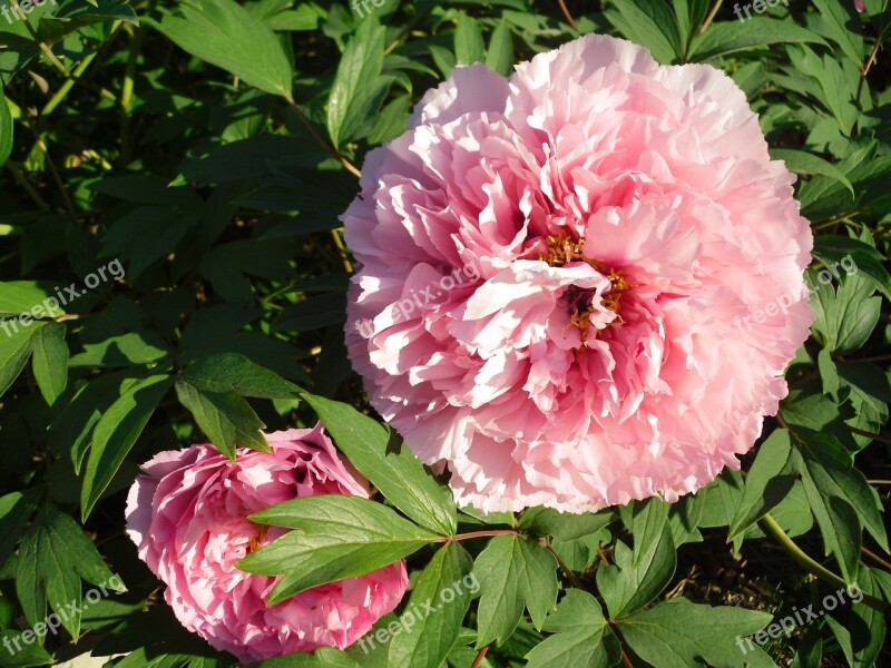 Flower Pink Peony Free Photos