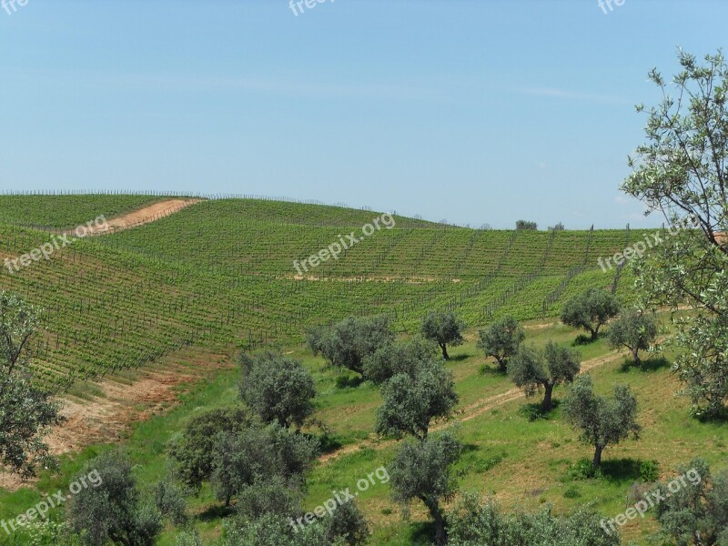 Vineyard Wine Oil Olive Tree Alentejo