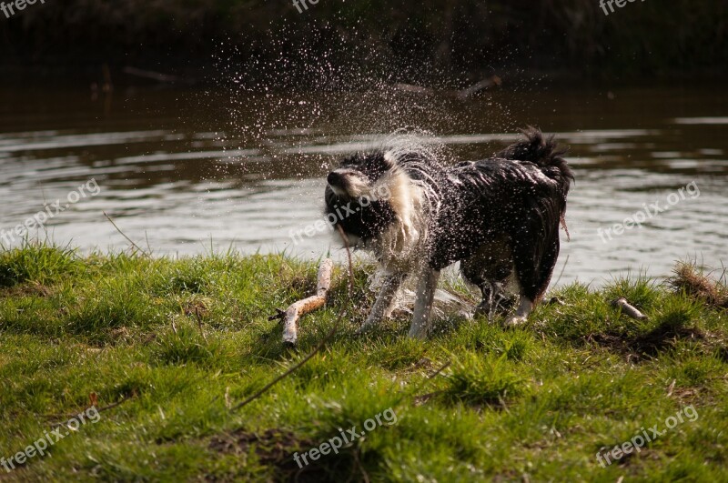 Border Collie Dog Waterfront Water Nature