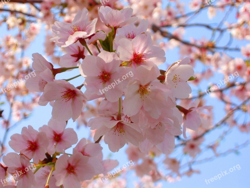 Cherry Blossoms Spring Pink Flowers Natural