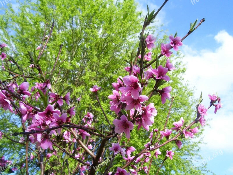 Spring Pesco Bloom Flowers Branch