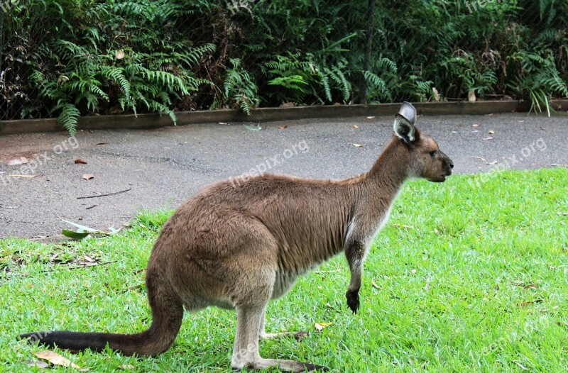 Kangaroo Grass Animal Free Photos