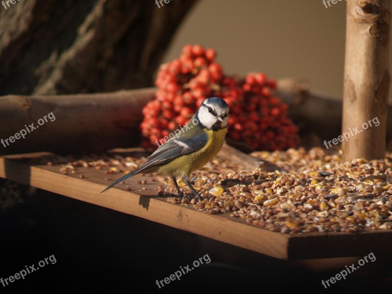 Bird Tit Feathers Nature Berries