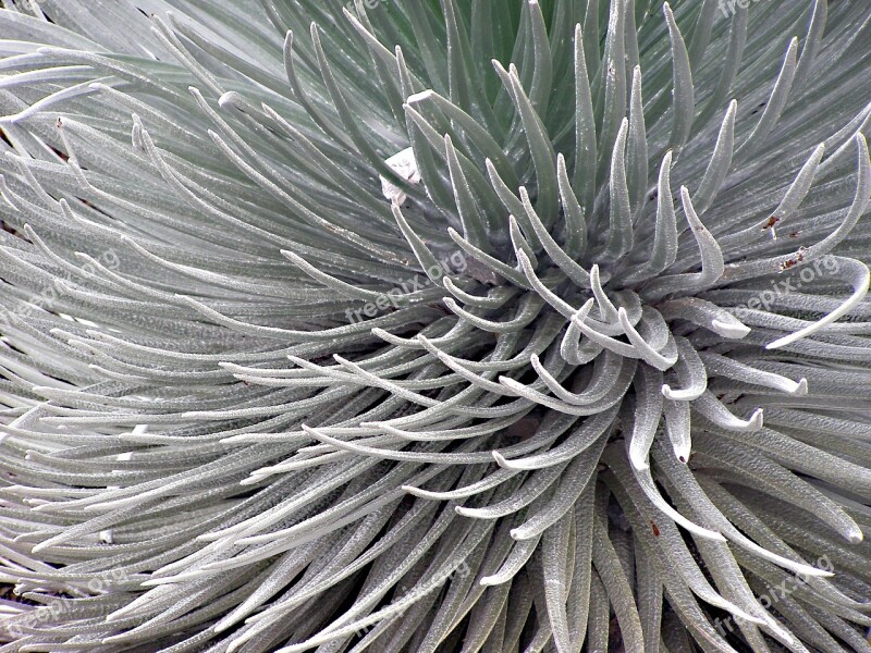 Silversword Hawaii Tropical Plant Silver