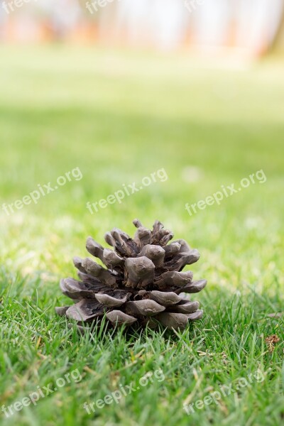 Cone Pine Tree Nature Green