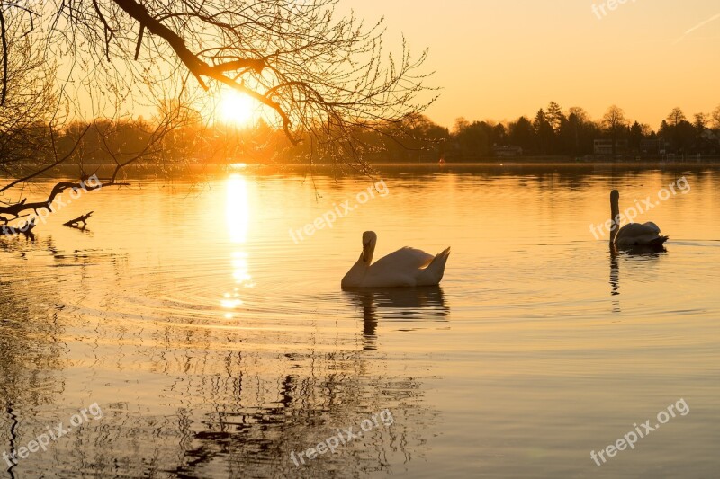 Swan Water Lake Water Bird Bird