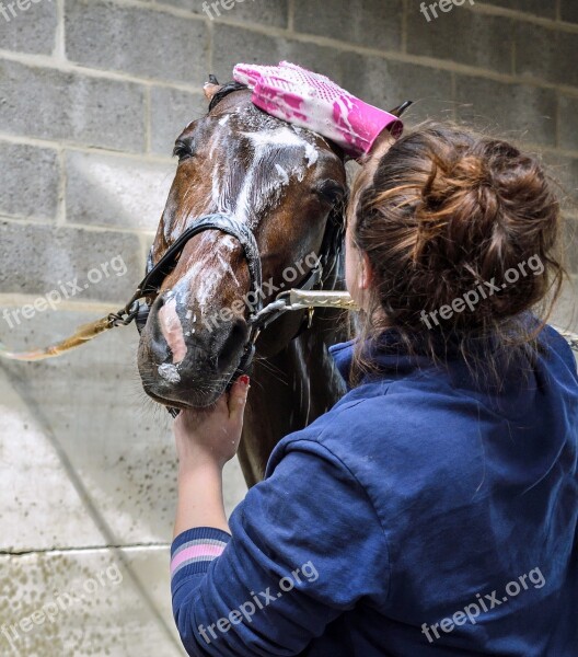 Horse Wet Water Shower Wash