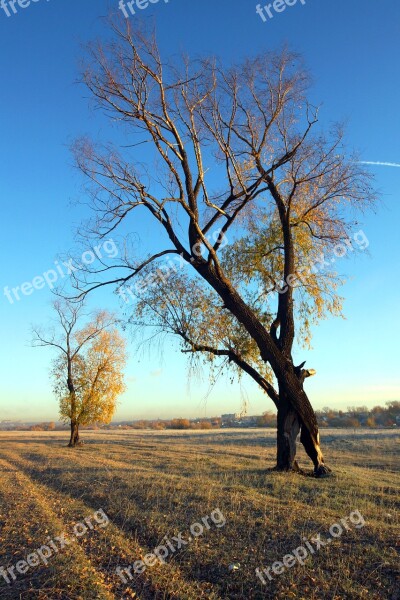 Sky Blue Trees Sunny Day Autumn