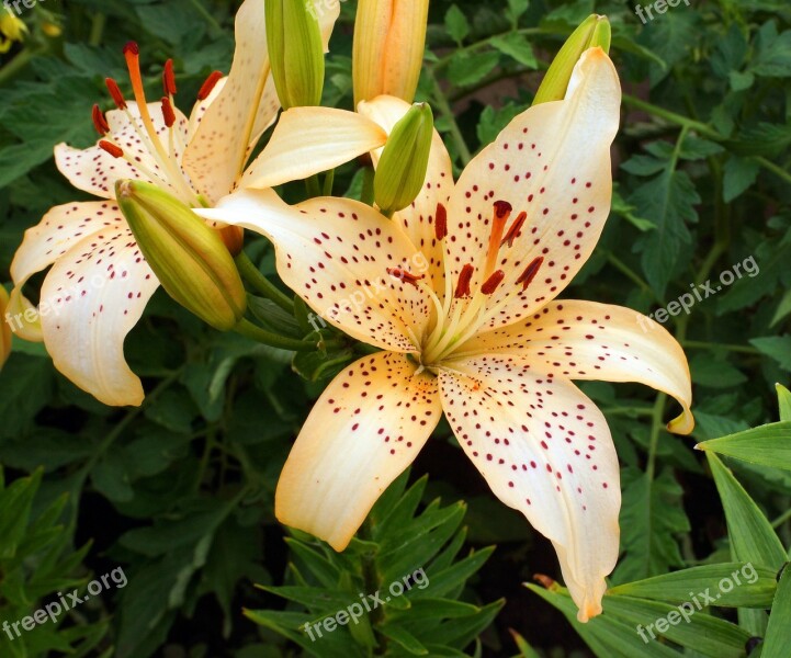 Flower Lily Flowers Bloom Flora