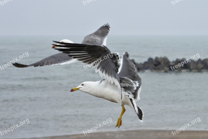 Animal Sea Beach Sea Gull Seagull