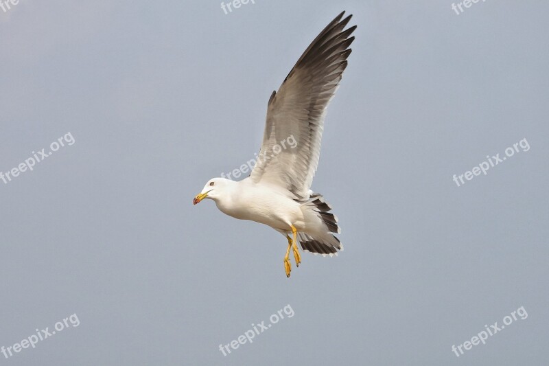 Animal Sea Gull Seagull Seabird Wild Animal