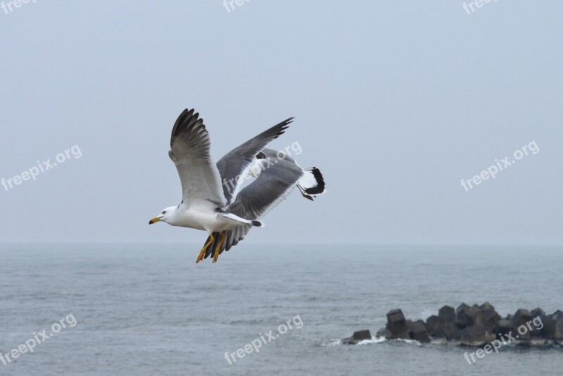 Animal Sea Beach Sea Gull Seagull