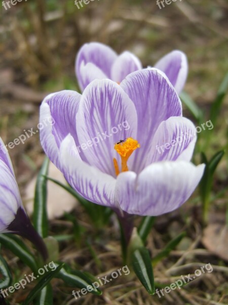 Crocus Insect Spring Macro Nature