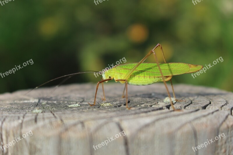 Nature Insects Forest Autumn Park