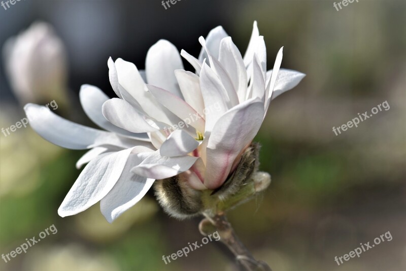 Magnolia Flower Blossom Bloom Plant