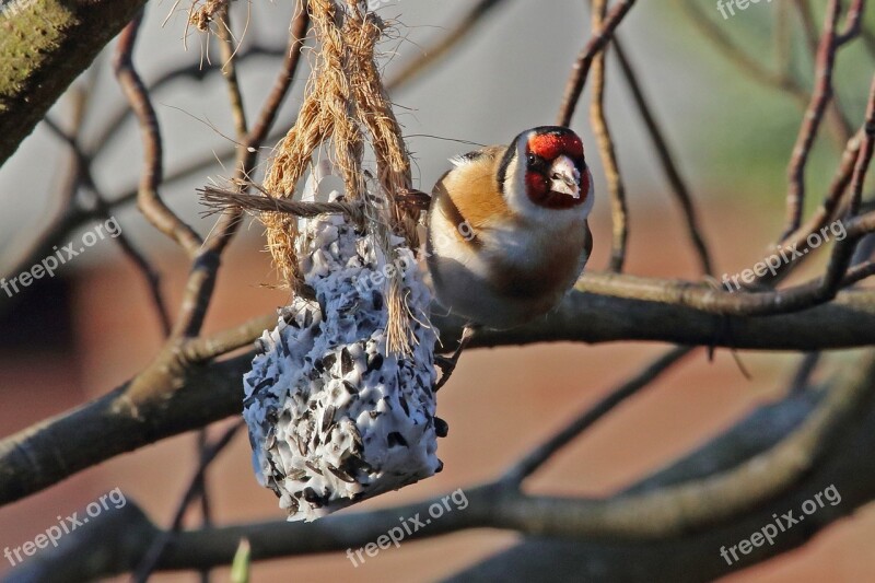 Stieglitz Bird Songbird Spring Nature