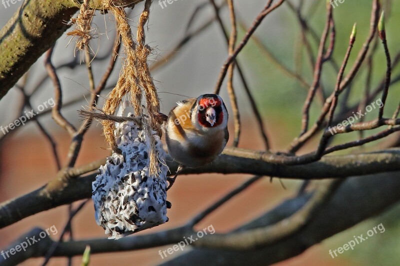 Stieglitz Bird Songbird Spring Nature