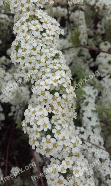 Spring Flowers Bloom Spiraea Spiraea-witted