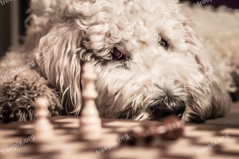 Goldendoodle Dog Chess Game Pet Free Photos