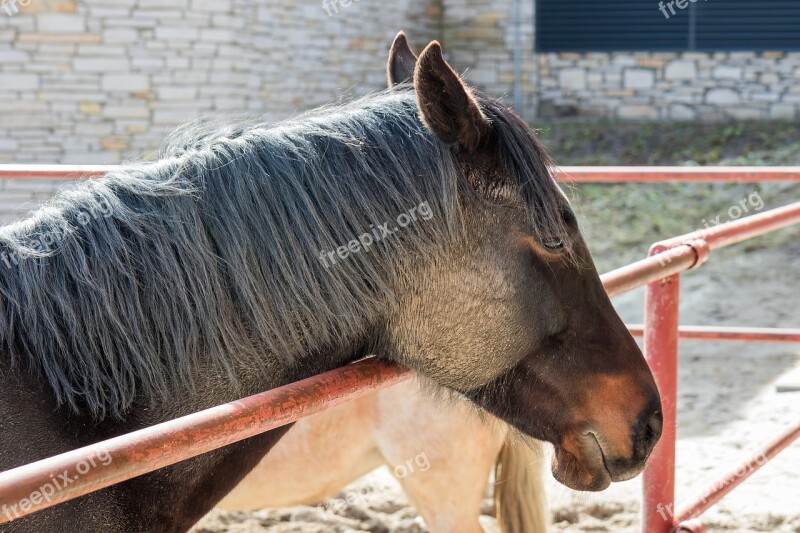 The Horse The Head Of A Horse The Mane Catwalk Brown