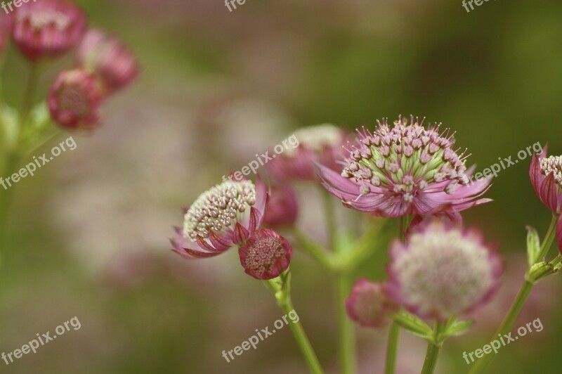 Astrantia Major Great Masterwort Flower Masterwort Perennial