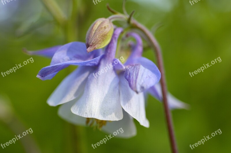 Aquilega Vulgaris Columbine Flower Blue White