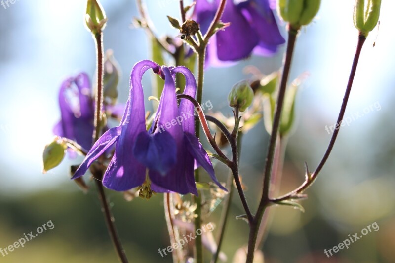 Blue Garden Plant Flower Close-up