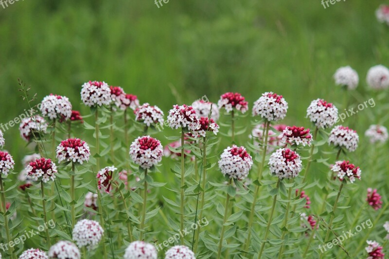 The Wolf Poison Flowers Roadside Wild Flowers Little Flower Flowers