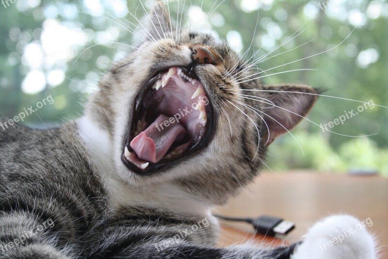 Cat Yawn Fun Free Photos