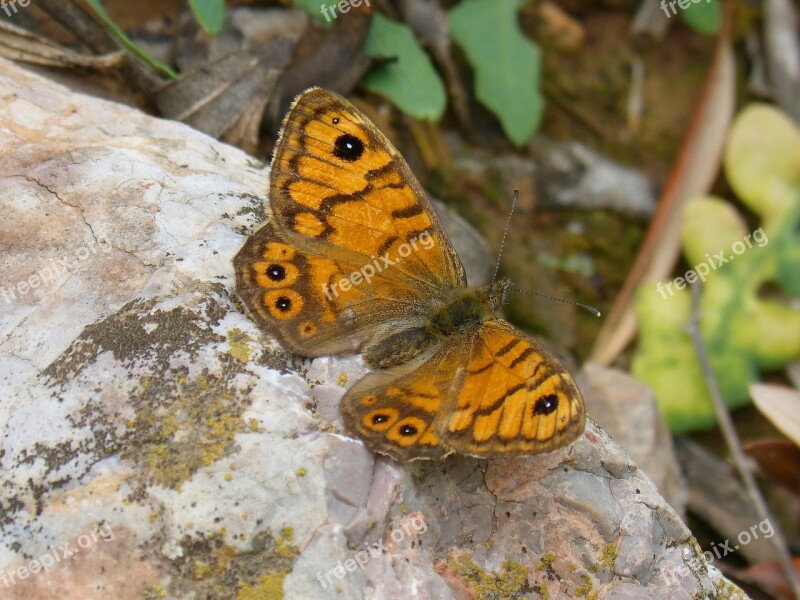 Orange Butterfly Lasiommata Megera Butterfly Saltacercas Margenera Commune Free Photos