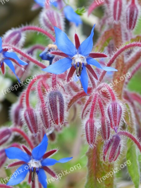 Borago Officinalis Borage Wild Flower Purple Flower Water Of Borage