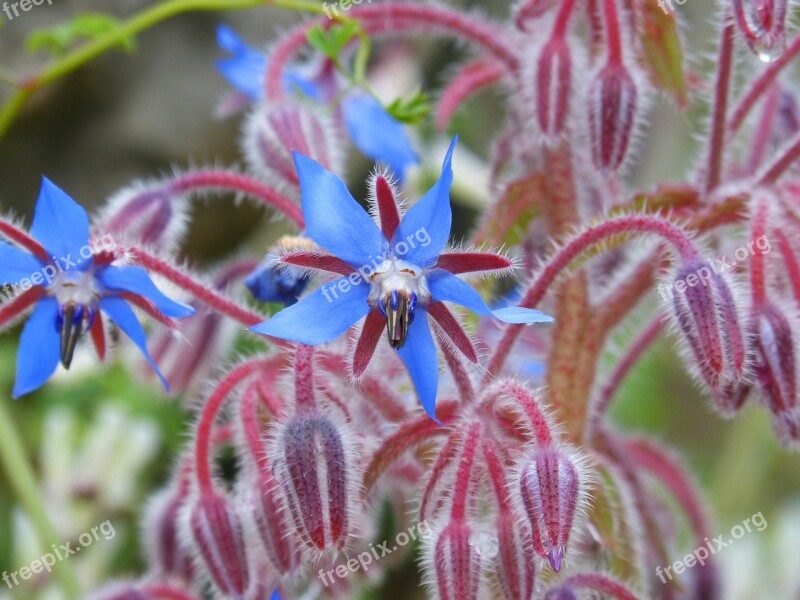 Borago Officinalis Borage Wild Flower Purple Flower Water Of Borage