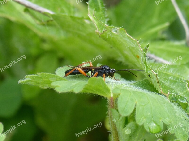 Ichneumonoidea Wasp Parasite Insect Black Wasp