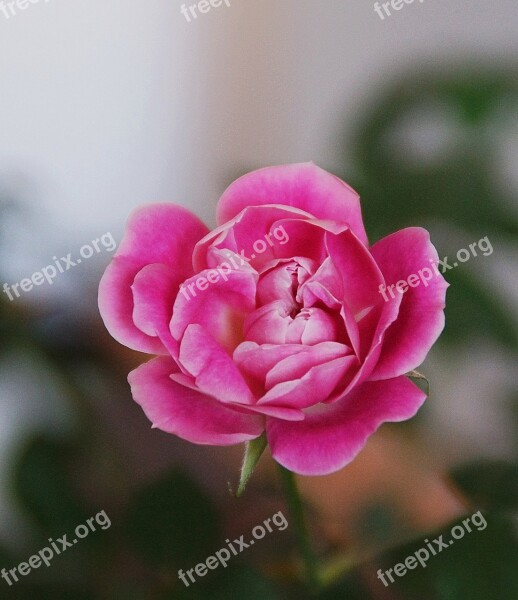 Flowers Rose Tender Rose Pink Roses Nature