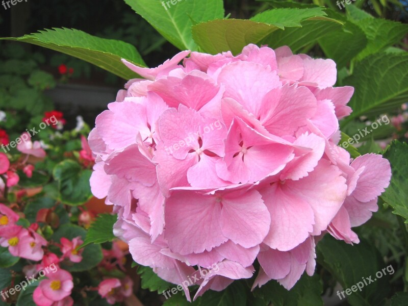 Hydrangea June Flower Japan Flower Natural