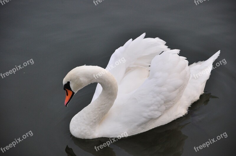 Swan Bird Water Swans Lake