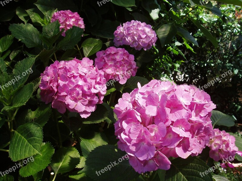 Hydrangea June Flower Japan Flower Natural