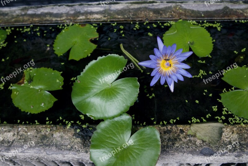 Lotus Water Insects Nature Aquatic Plants