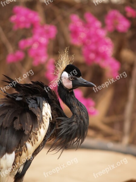 Animal Bird Nature Pen Beak