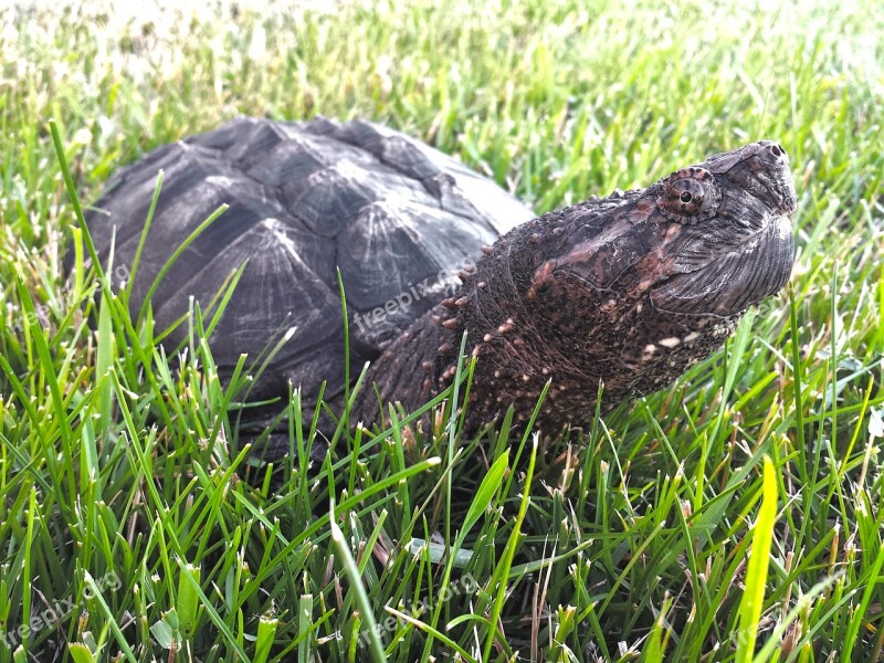 Snapping Turtle Snapper Chelydra Serpentina