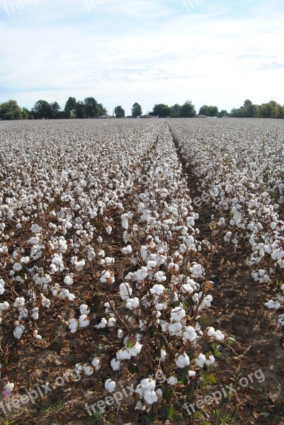 Cotton Field Agriculture Harvest Crop