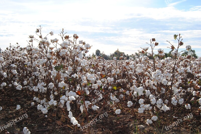 Cotton Field Agriculture Harvest Crop