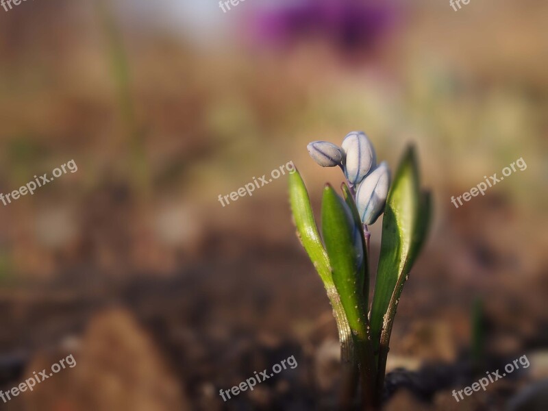 Garden Spring Nature Flowers Plant