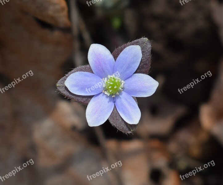 Hepatica Newly Opened Wildflower Flower Blossom